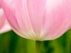 Netherlands-Lisse. Closeup of the underside of a soft pink tulip. Art Print
